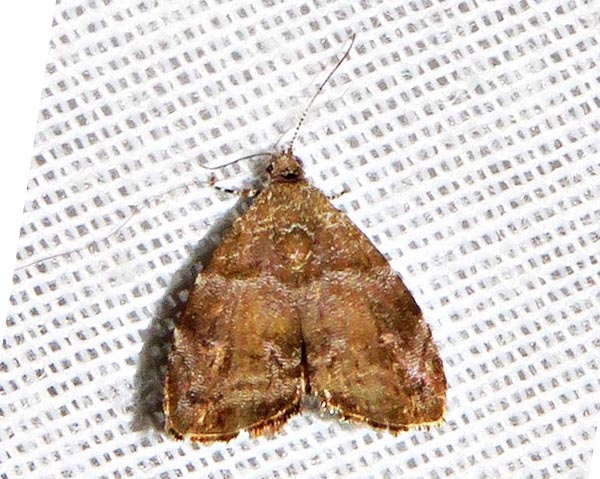 /filer/webapps/moths/media/images/A/aegyptiaca_Choreutis_A_Braun_09.jpg