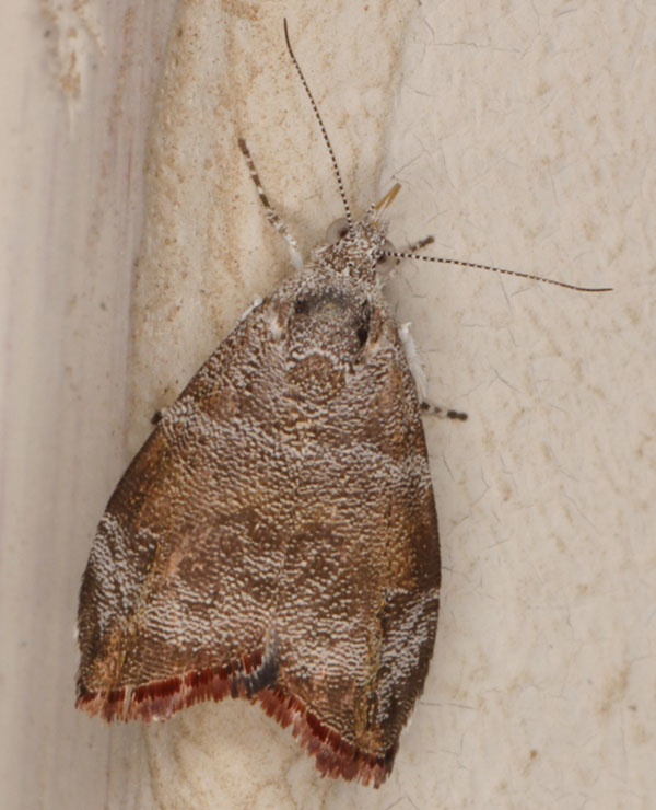 /filer/webapps/moths/media/images/A/aegyptiaca_Choreutis_A_Heyns.jpg