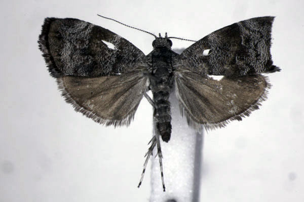 /filer/webapps/moths/media/images/A/aegyptiaca_Choreutis_A_JMonks.jpg