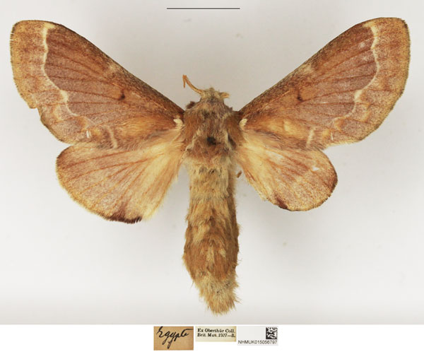 /filer/webapps/moths/media/images/A/aegyptiaca_Streblote_AF_NHMUK.jpg