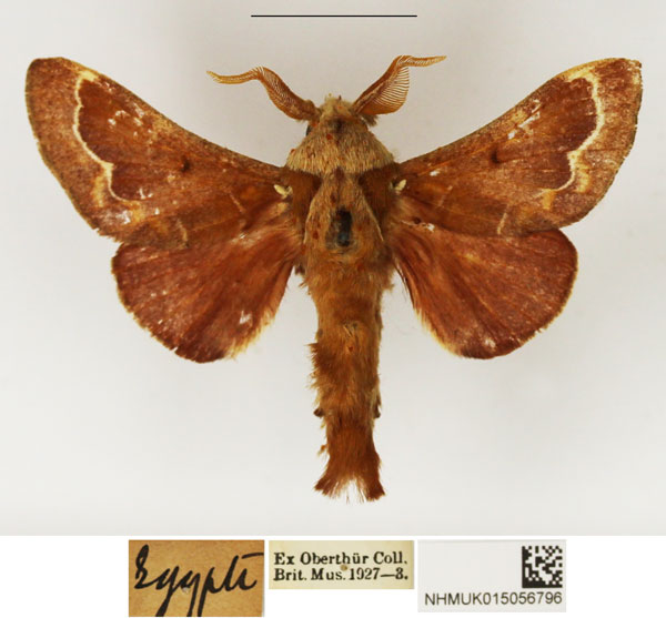 /filer/webapps/moths/media/images/A/aegyptiaca_Streblote_AM_NHMUK.jpg
