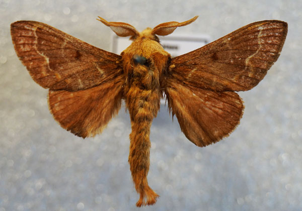 /filer/webapps/moths/media/images/A/aegyptiaca_Streblote_AM_Stroehle.jpg