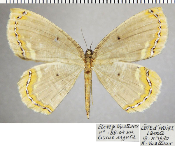 /filer/webapps/moths/media/images/A/aemonia_Melinoessa_AF_ZSM.jpg