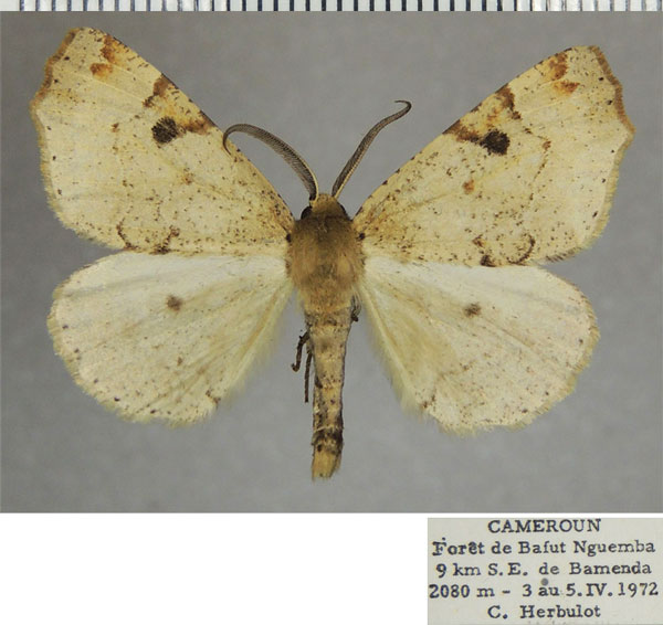 /filer/webapps/moths/media/images/A/aemoniaria_Odontopera_AM_ZSMa.jpg