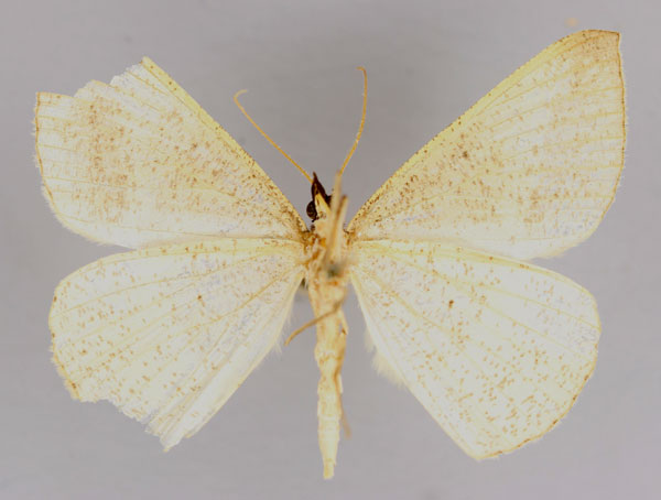 /filer/webapps/moths/media/images/A/aemula_Conolophia_A_ZSM_02.jpg