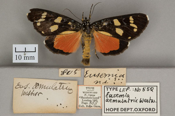 /filer/webapps/moths/media/images/A/aemulatrix_Eusemia_HT_OUMNHa.jpg