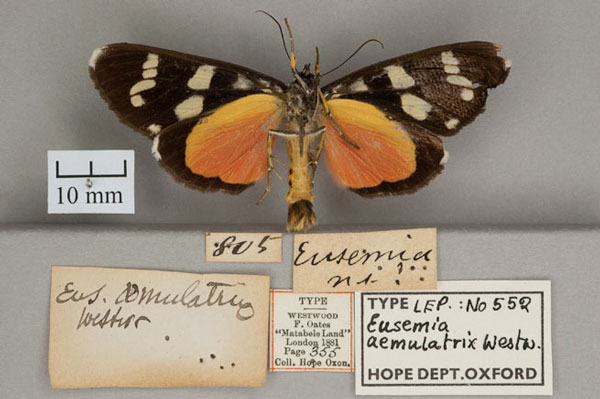 /filer/webapps/moths/media/images/A/aemulatrix_Eusemia_HT_OUMNHb.jpg