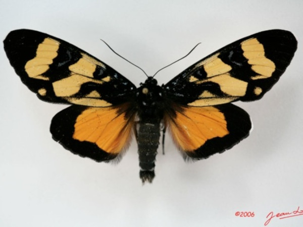 /filer/webapps/moths/media/images/A/aemulatrix_Heraclia_A_Albert.jpg