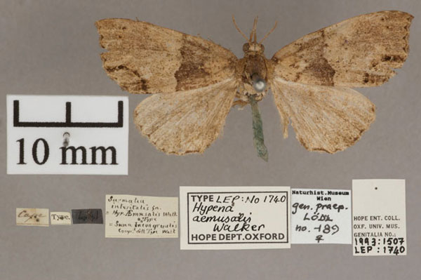 /filer/webapps/moths/media/images/A/aemusalis_Hypena_HT_OUMNH_01.jpg