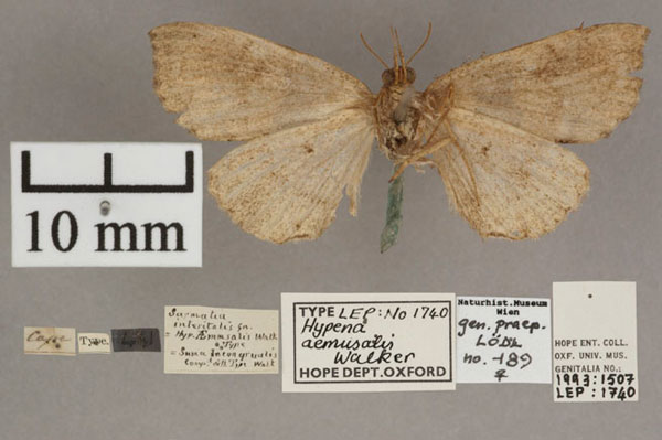 /filer/webapps/moths/media/images/A/aemusalis_Hypena_HT_OUMNH_02.jpg