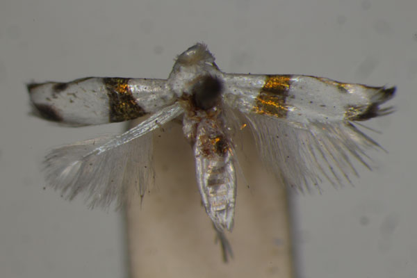 /filer/webapps/moths/media/images/A/aeneofasciata_Micropostega_ST_BMNH.jpg