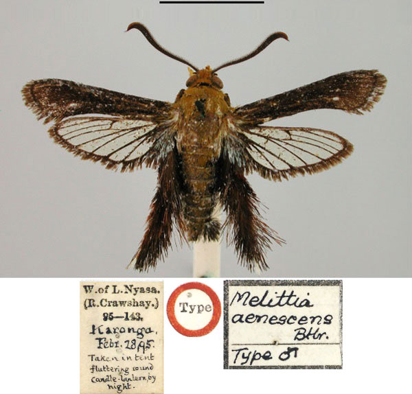 /filer/webapps/moths/media/images/A/aenescens_Melittia_HT_BMNH.jpg