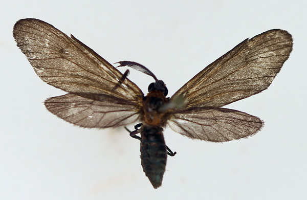 /filer/webapps/moths/media/images/A/aenescens_Saliunca_AM_TMSA.jpg