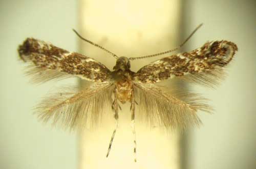 /filer/webapps/moths/media/images/A/aenicta_Polysoma_PT_TMSA5962.jpg