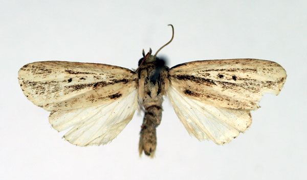 /filer/webapps/moths/media/images/A/aenictopa_Leucania_AM_Aulombard.jpg