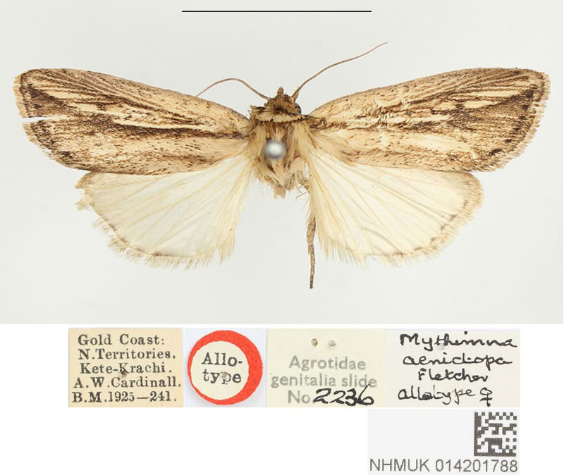 /filer/webapps/moths/media/images/A/aenictopa_Mythimna_AT_BMNH.jpg