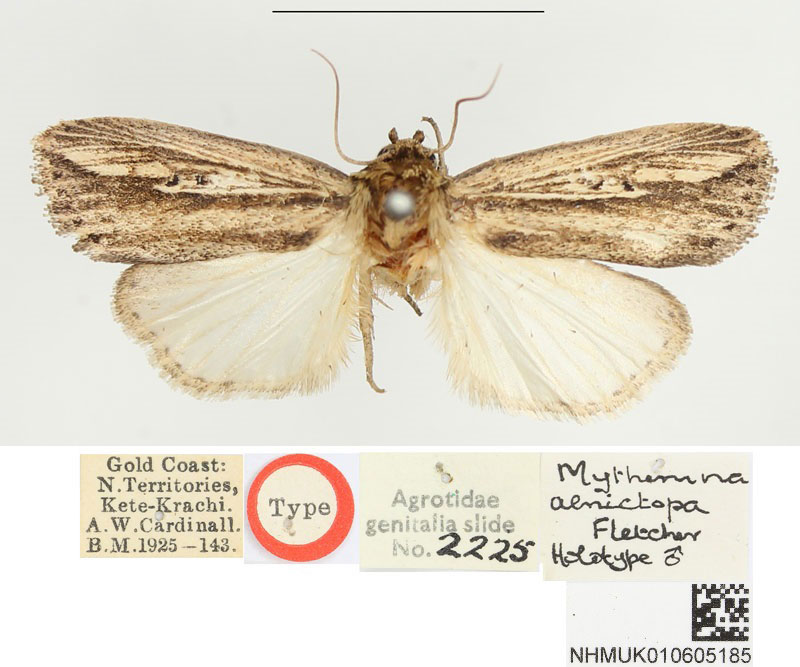 /filer/webapps/moths/media/images/A/aenictopa_Mythimna_HT_BMNH.jpg