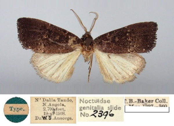 /filer/webapps/moths/media/images/A/aenictopis_Elydna_HT_BMNH.jpg