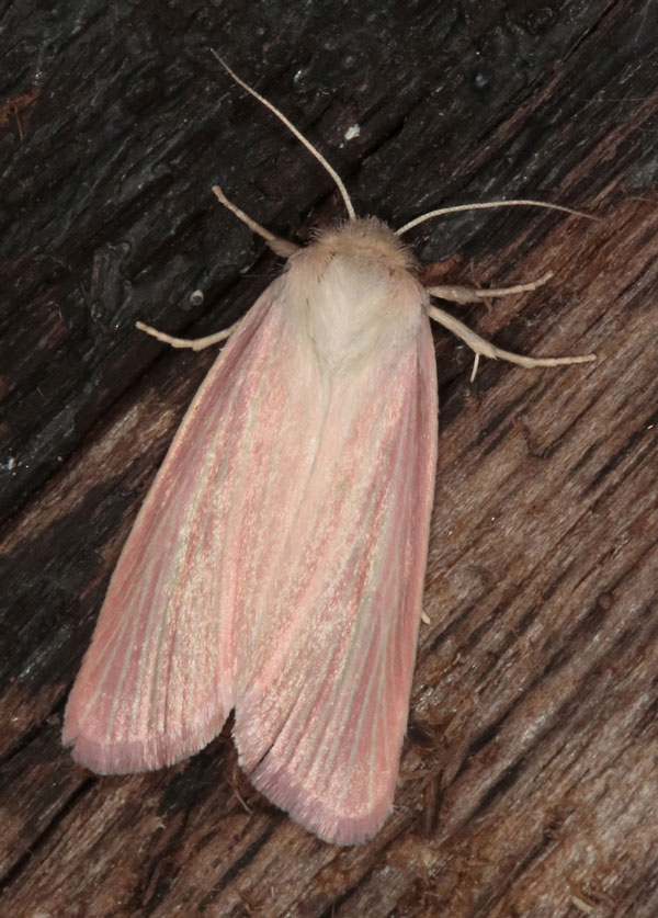 /filer/webapps/moths/media/images/A/aenigma_Acrapex_A_Heynsa.jpg