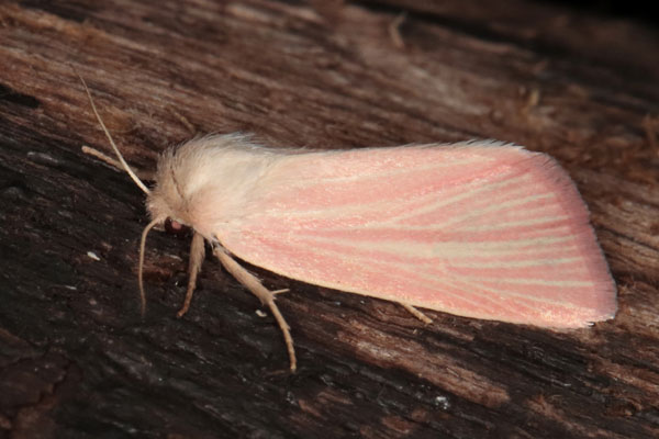 /filer/webapps/moths/media/images/A/aenigma_Acrapex_A_Heynsb.jpg