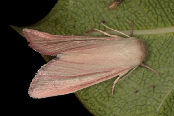 /filer/webapps/moths/media/images/A/aenigma_Acrapex_A_Heynsc.jpg