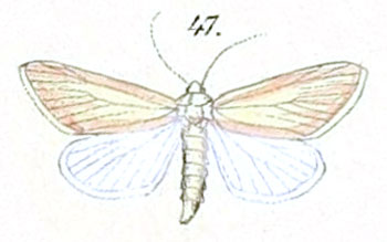 /filer/webapps/moths/media/images/A/aenigma_Acrapex_Felder_108_47.jpg