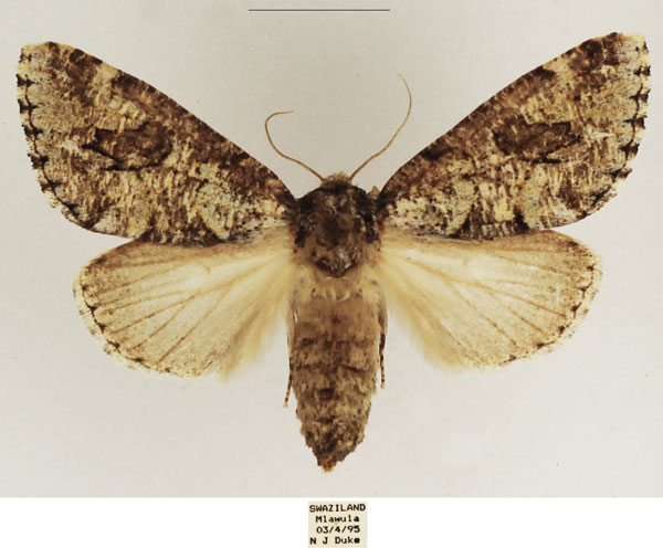 /filer/webapps/moths/media/images/A/aenigma_Leucochlaena_AF_TMSA_01.jpg