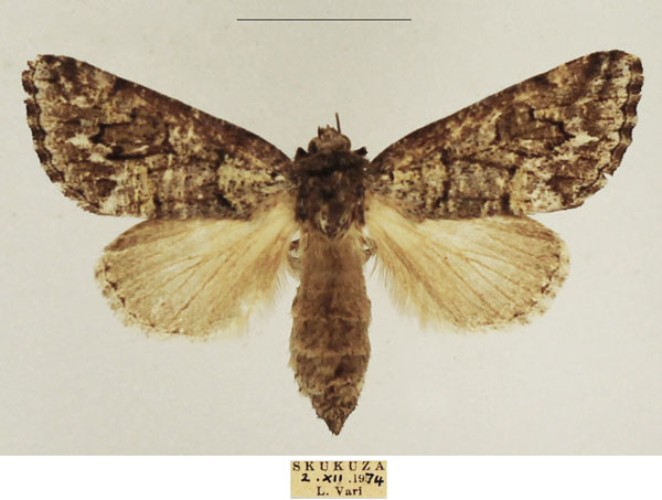 /filer/webapps/moths/media/images/A/aenigma_Leucochlaena_AF_TMSA_02.jpg