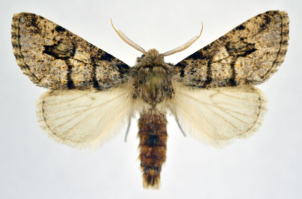 /filer/webapps/moths/media/images/A/aenigma_Leucochlaena_AM_NHMO.jpg