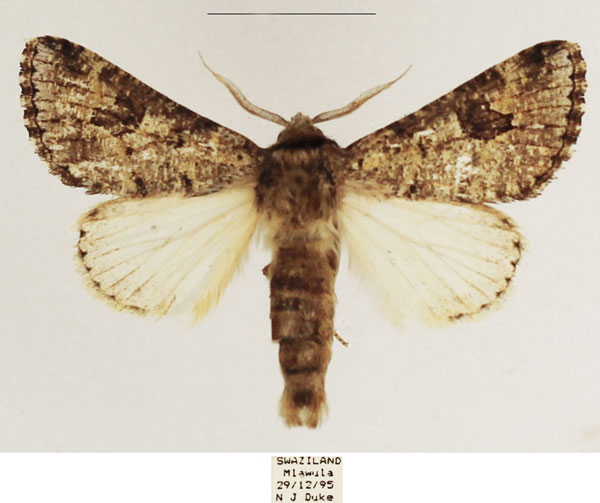 /filer/webapps/moths/media/images/A/aenigma_Leucochlaena_AM_TMSA_01.jpg
