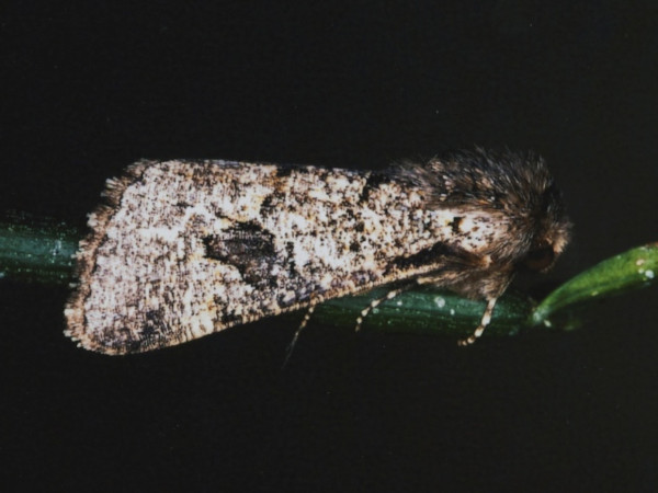 /filer/webapps/moths/media/images/A/aenigma_Leucochlaena_A_Roland_01.jpg