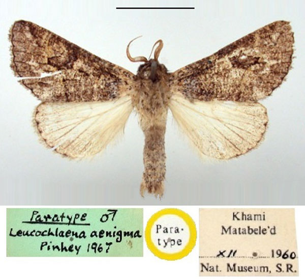 /filer/webapps/moths/media/images/A/aenigma_Leucochlaena_PTM_BMNH.jpg
