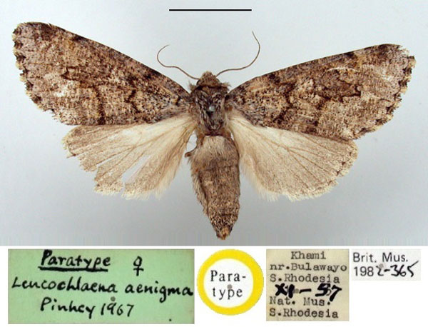 /filer/webapps/moths/media/images/A/aenigma_Leucochlaena_PT_BMNH.jpg
