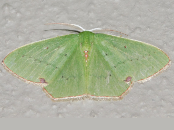 /filer/webapps/moths/media/images/A/aenospila_Lophorrhachia_A_Grobler.jpg