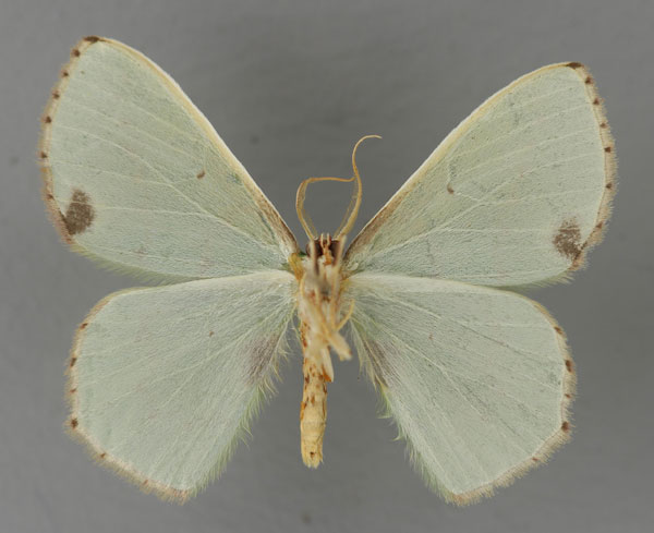 /filer/webapps/moths/media/images/A/aenospila_Lophorrhachia_A_ZSM_02.jpg