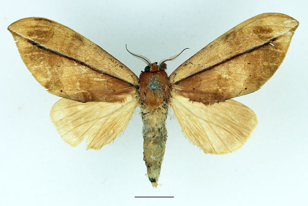 /filer/webapps/moths/media/images/A/aeola_Harpandrya_AF_Basquin_02.jpg