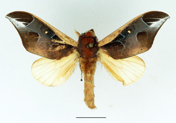 /filer/webapps/moths/media/images/A/aeola_Harpandrya_AM_Basquin_02.jpg