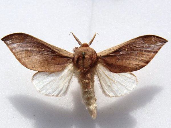 /filer/webapps/moths/media/images/A/aeola_Harpandrya_A_Goff.jpg