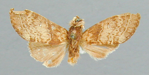 /filer/webapps/moths/media/images/A/aequa_Eurystauropsis_HT_RMCA.jpg