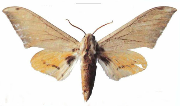 /filer/webapps/moths/media/images/A/aequabilis_Pseudoclanis_PTM_EMEMa.jpg
