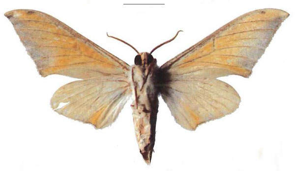 /filer/webapps/moths/media/images/A/aequabilis_Pseudoclanis_PTM_EMEMb.jpg
