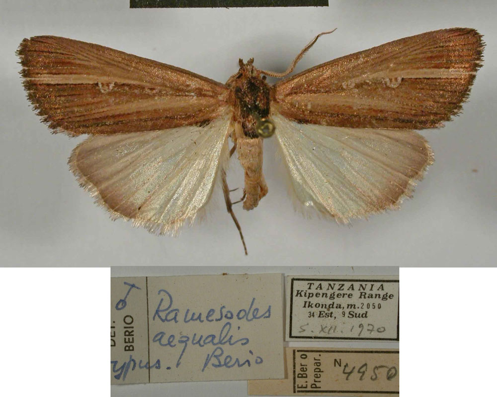 /filer/webapps/moths/media/images/A/aequalis_Ramesodes_HT_MSNM.jpg