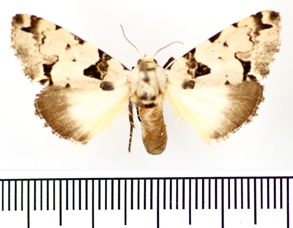 /filer/webapps/moths/media/images/A/aequatoria_Halochroa_AF_BMNH_01.jpg