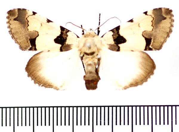 /filer/webapps/moths/media/images/A/aequatoria_Halochroa_AF_BMNH_02.jpg