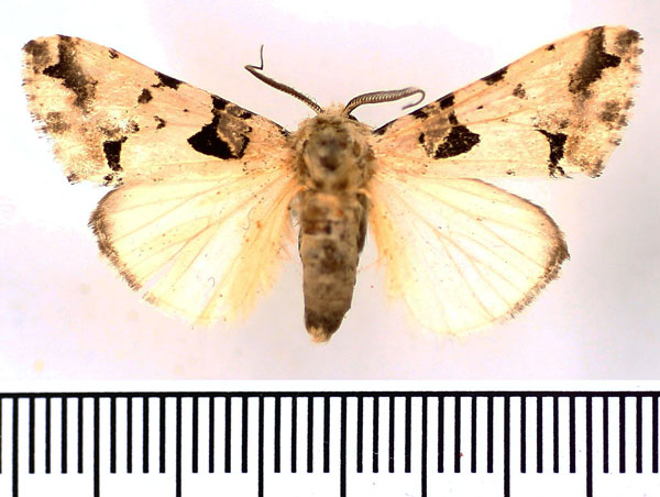 /filer/webapps/moths/media/images/A/aequatoria_Halochroa_AM_BMNH.jpg