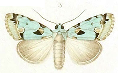 /filer/webapps/moths/media/images/A/aequatoria_Moma_HT_Mabille_1-3.jpg