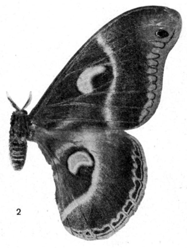 /filer/webapps/moths/media/images/A/aequatorialis_Drepanoptera_AT_Testout_1936_2-2.jpg