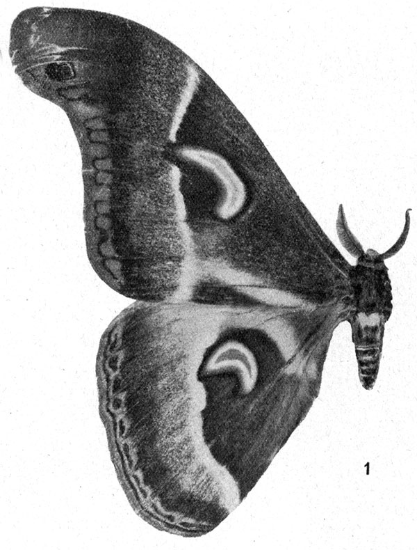 /filer/webapps/moths/media/images/A/aequatorialis_Drepanoptera_HT_Testout_1936_2-1.jpg