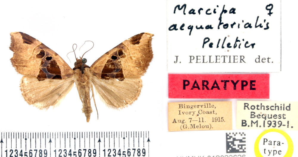 /filer/webapps/moths/media/images/A/aequatorialis_Marcipa_PTF_BMNH.jpg