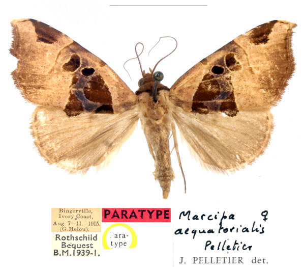 /filer/webapps/moths/media/images/A/aequatorialis_Marcipa_PTF_BMNH_v63Wzb6.jpg